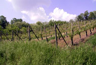 immagine ingrandita Vigneto (apre in nuova finestra)